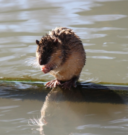 A rakali (or water rat) sitting on a log in the water