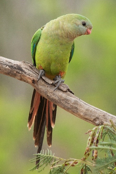Female Superb parrot sitting on a branch.