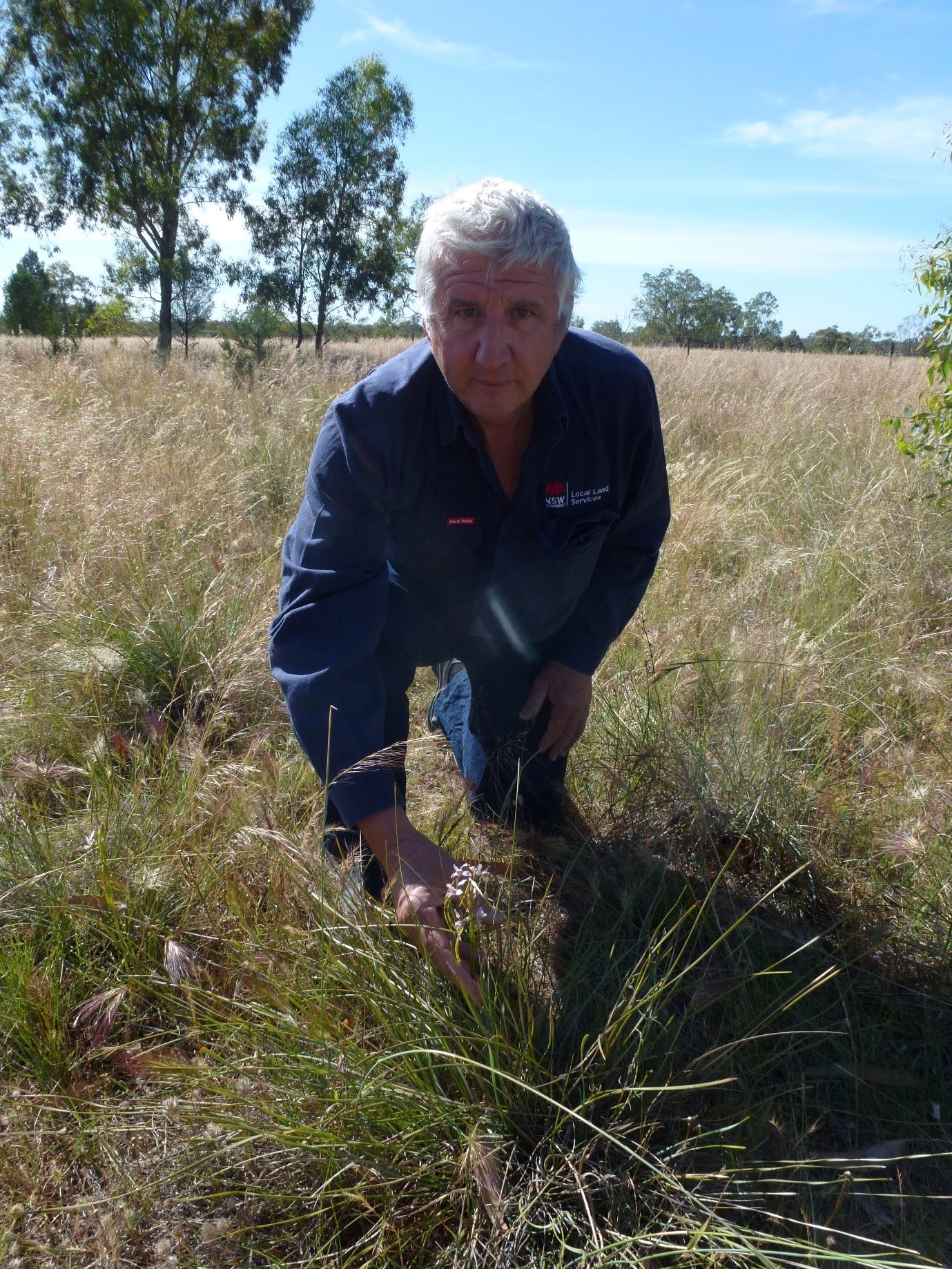 Murray LLS TSR Ranger Roger Harris with one of the endangered Oaklands Donkey orchids growing up through a mat-rush