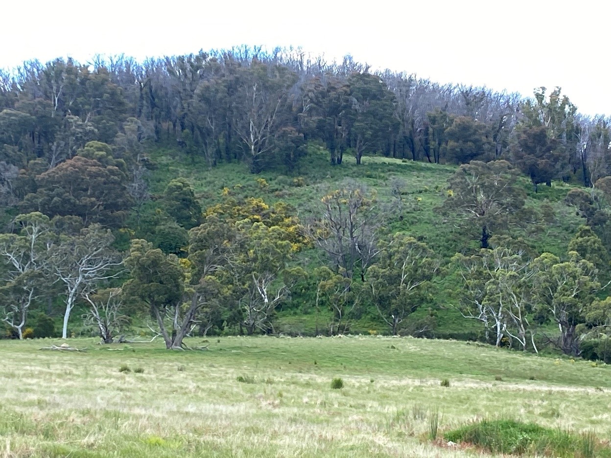 Scotch broom invasion within remnant vegetation