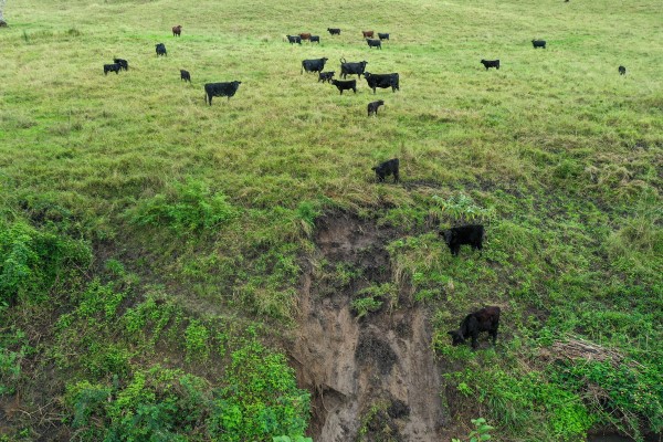 Angus cattle on an eroded slope 