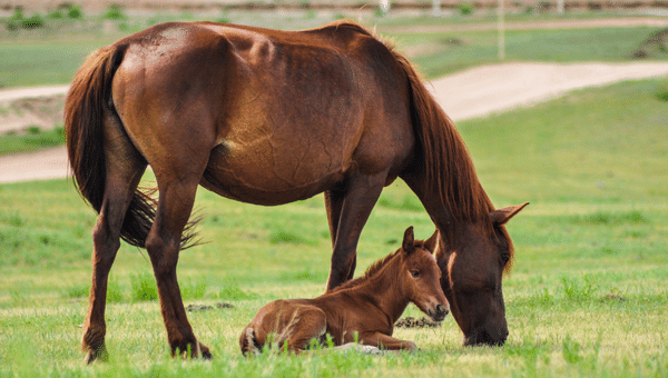 A horse grazing while her foal sits at her feet