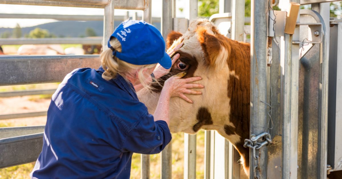 Vet inspecting cattle