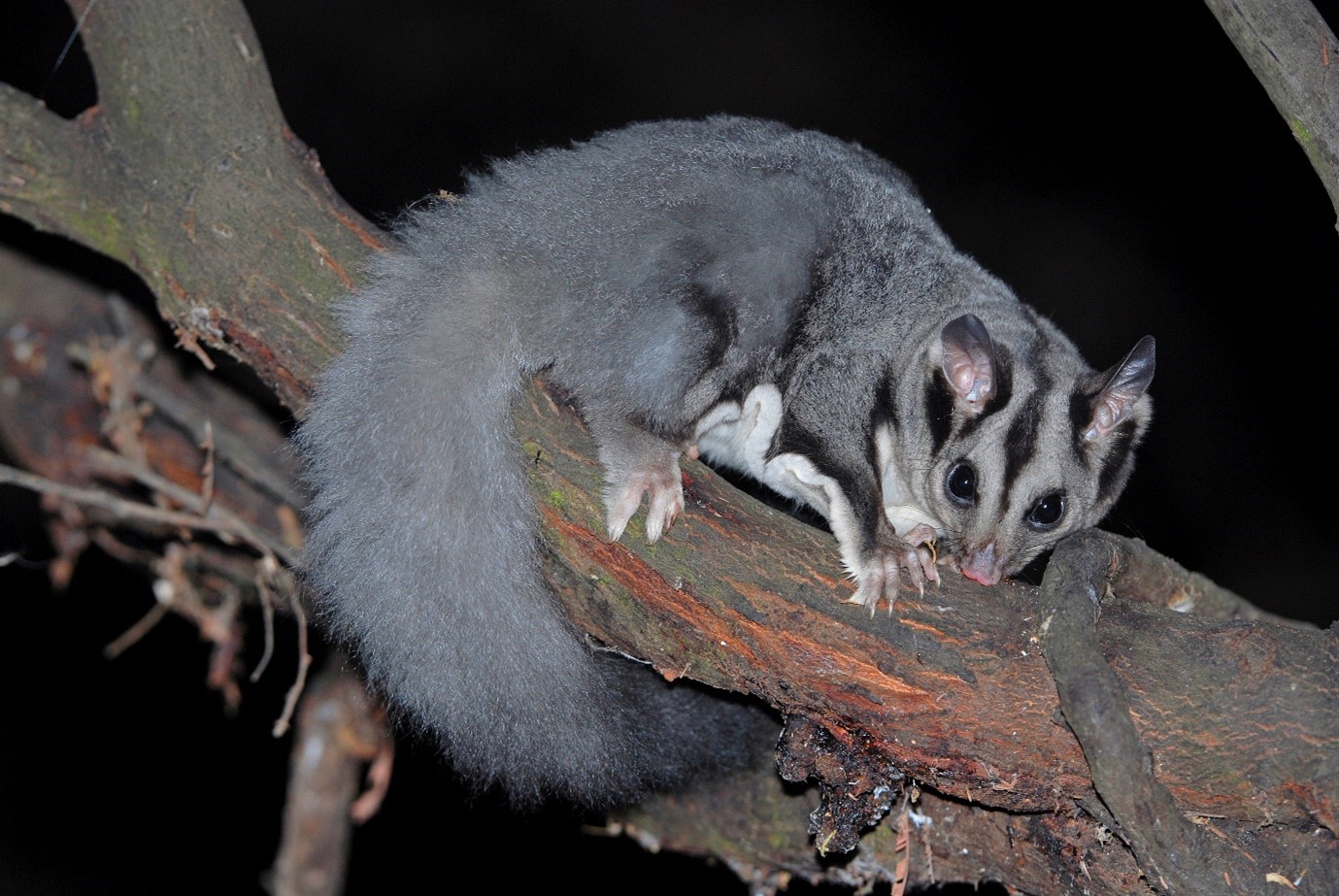 squirrel glider in tree