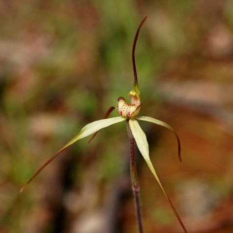 Sand-hill Spider Orchid_Credit M.CameronDPE