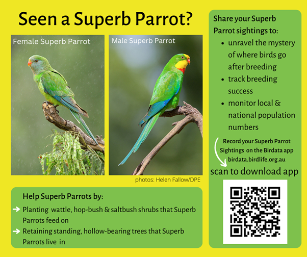 Seen a Superb Parrot?
