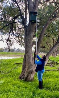 Paula Sheehan uses the pole camera to look into a nest box. Janene Whitty