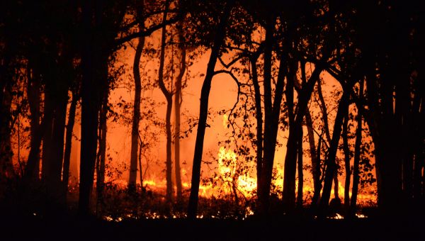 bushfire image of black trees and ground with glowing fire in between