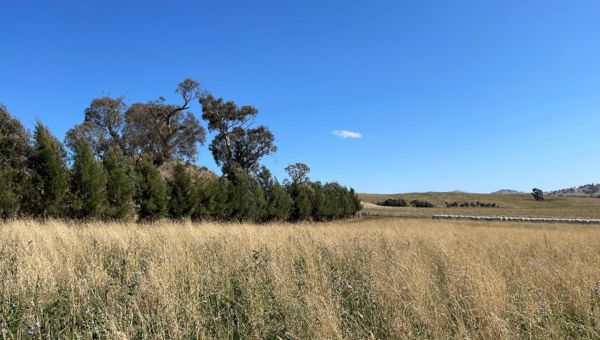 Dry paddock with long grass, trees in the background and blue sky above