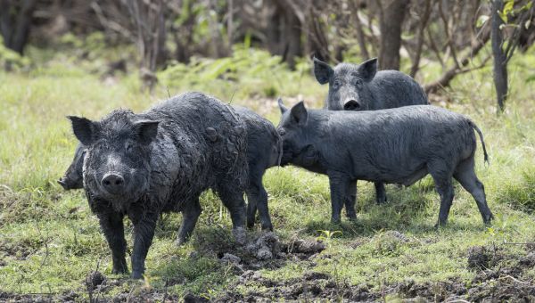 A group of black feral pigs with dry mud on them