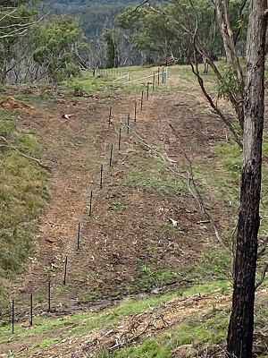 Fencing in a paddock with clearing either side.