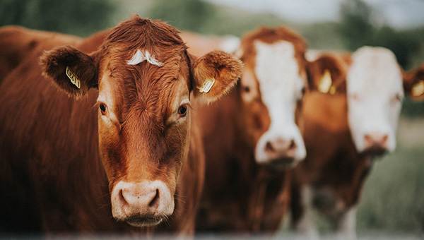A close up image of three brown cows