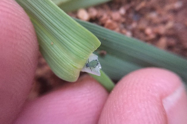 Corn aphid (top) and blue oat mites (bottom) can limit forage production, particularly in a dry year.