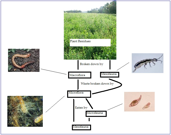 Soil food web