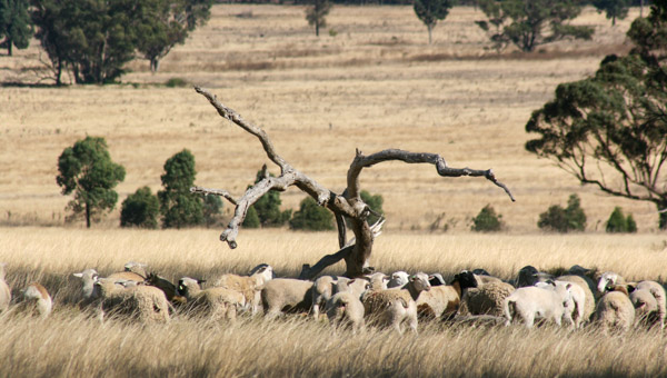 sheep