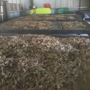 Drying wattle seed on drying racks in shed