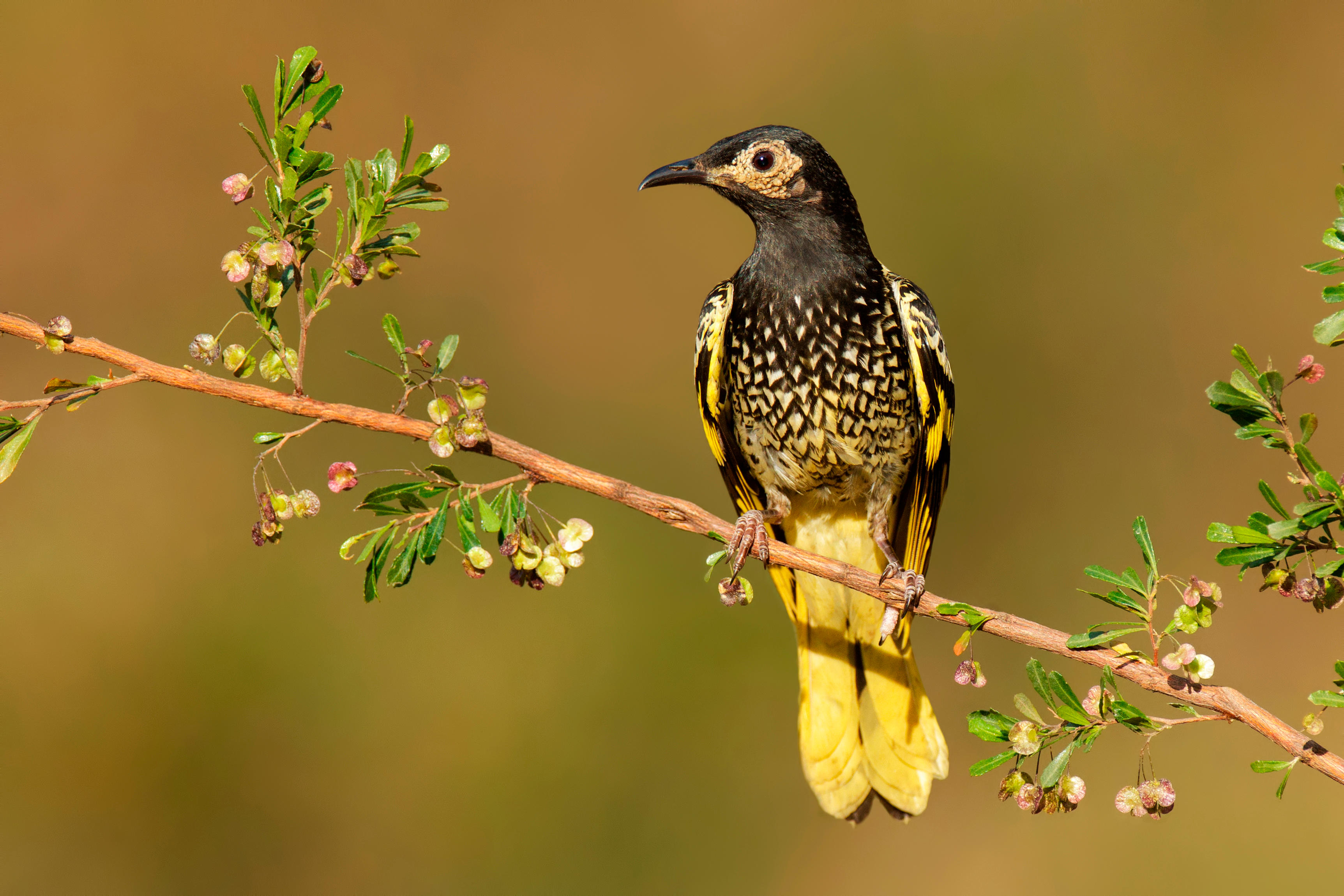 Regent Honeyeater on branch