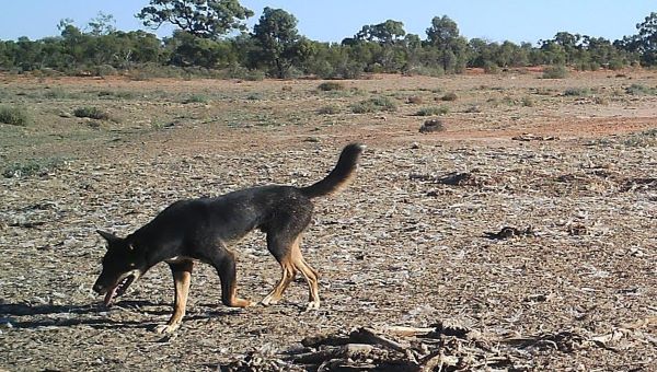 Wild dog in paddock