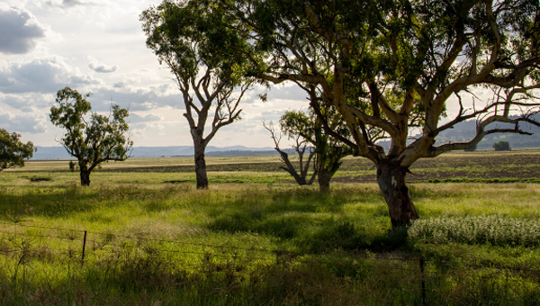 Trees in paddock