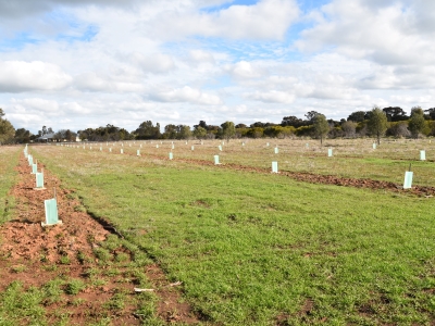 Recently established Seed Production Area