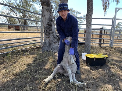 District Veterinarian, Shaun Slattery, is based in the Walgett and Narrabri district