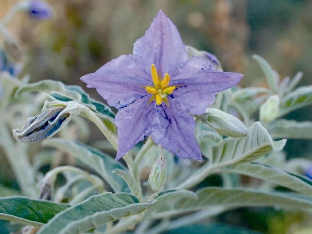 Silverleaf nightshade