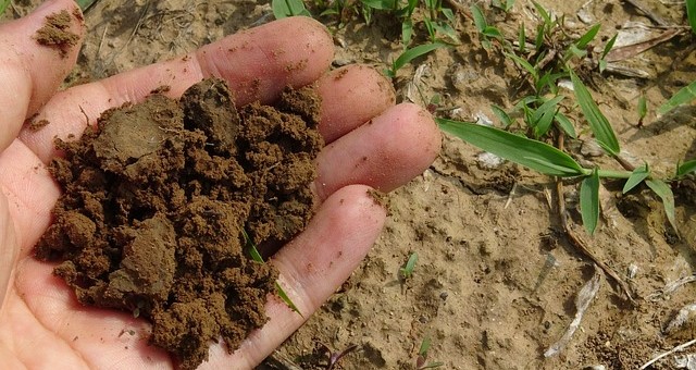 Soil carbon soil in hand