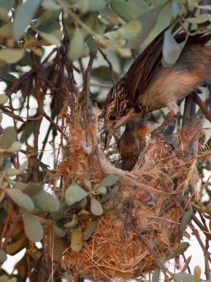 Striped honeyeater nest - example of a hanging cup nest. Photo Dave Smith