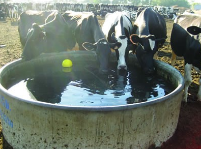 Cows at a trough drinking water