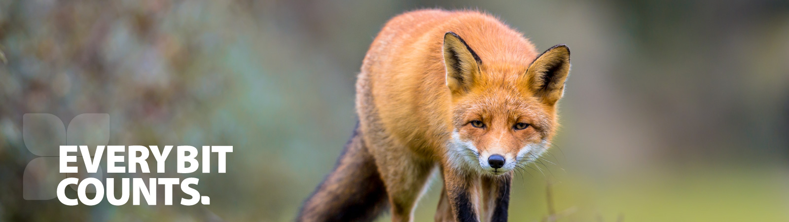 Fox images for small landholders