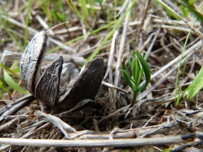 Recently germinated White Cypress Pine (Callitris glaucophylla)