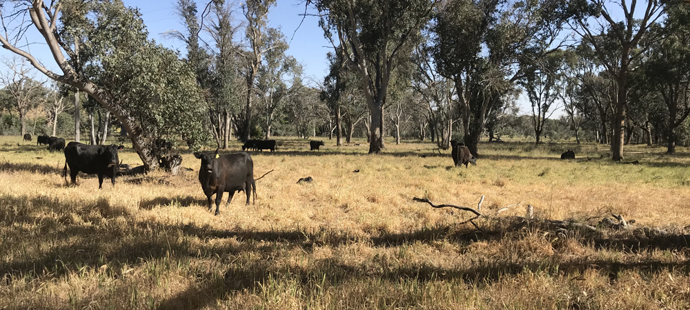 Open paddock with cows grazing