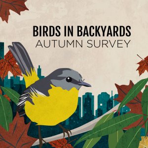 Backyard bird count graphic - birds in trees