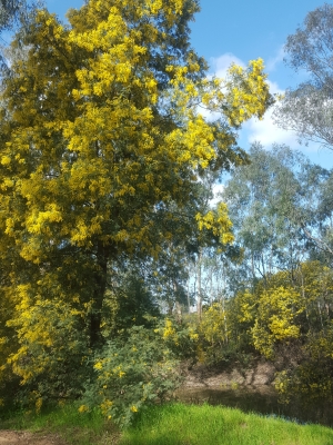 Silver Wattle. Photo Natasha Lappin