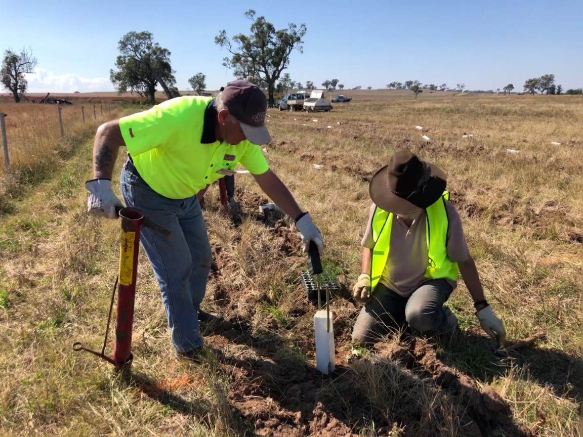 Replanting Box Woodlands as part of the Merriwa Landcare Biodiversity Inspire project, supported by National Landcare Program funding 2021 