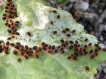 Many red-legged insects on a leaf, changing it's colour to silver