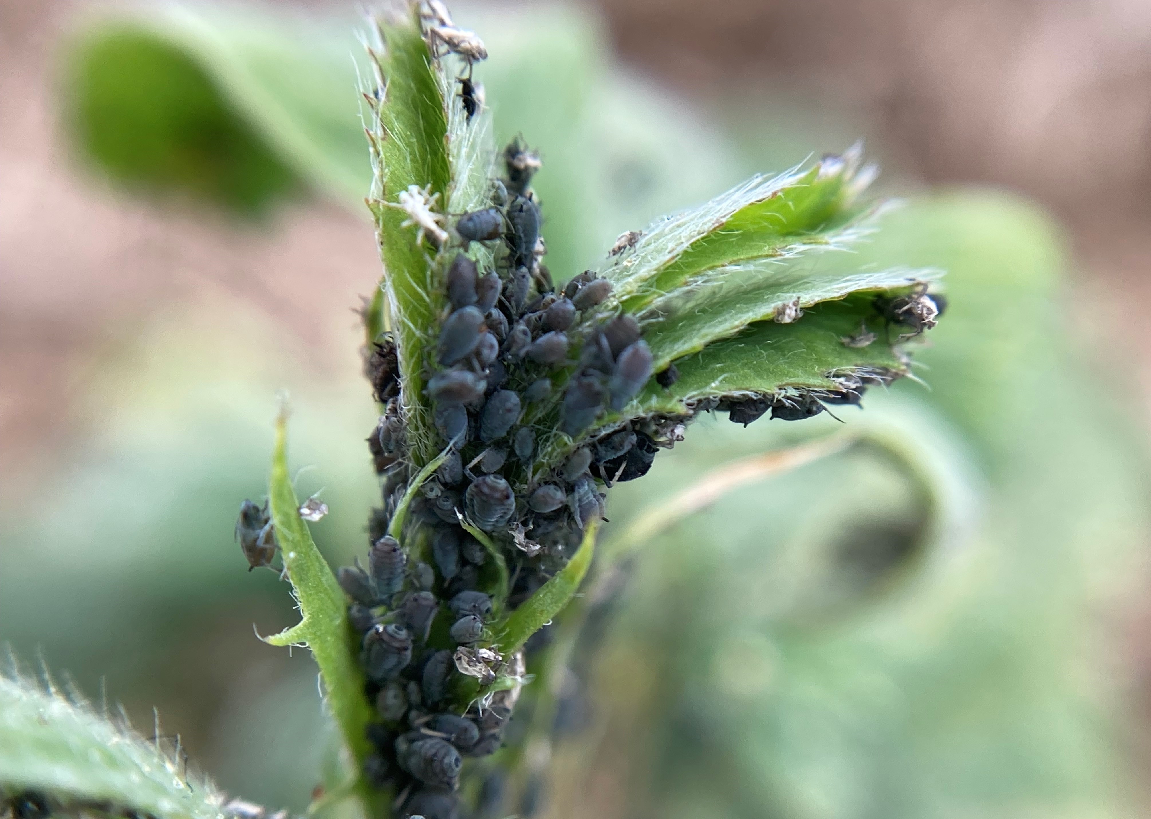 Close up image of Cowpea aphids covering a branch of lucerne