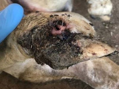 Image showing foot abscess in a sheep