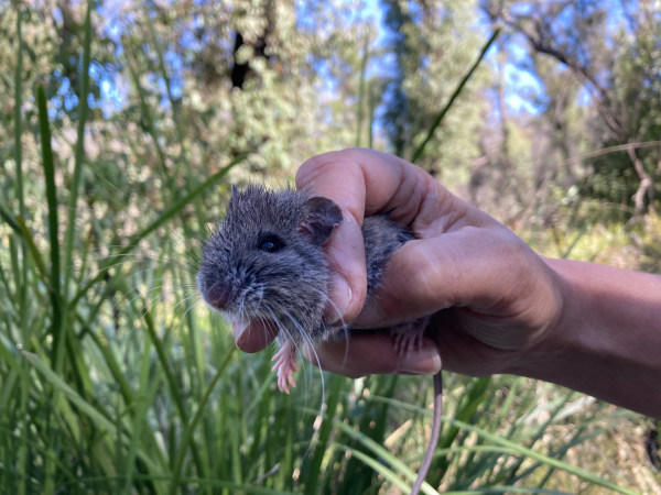 Picture of a wet native mouse being held in front of long grass