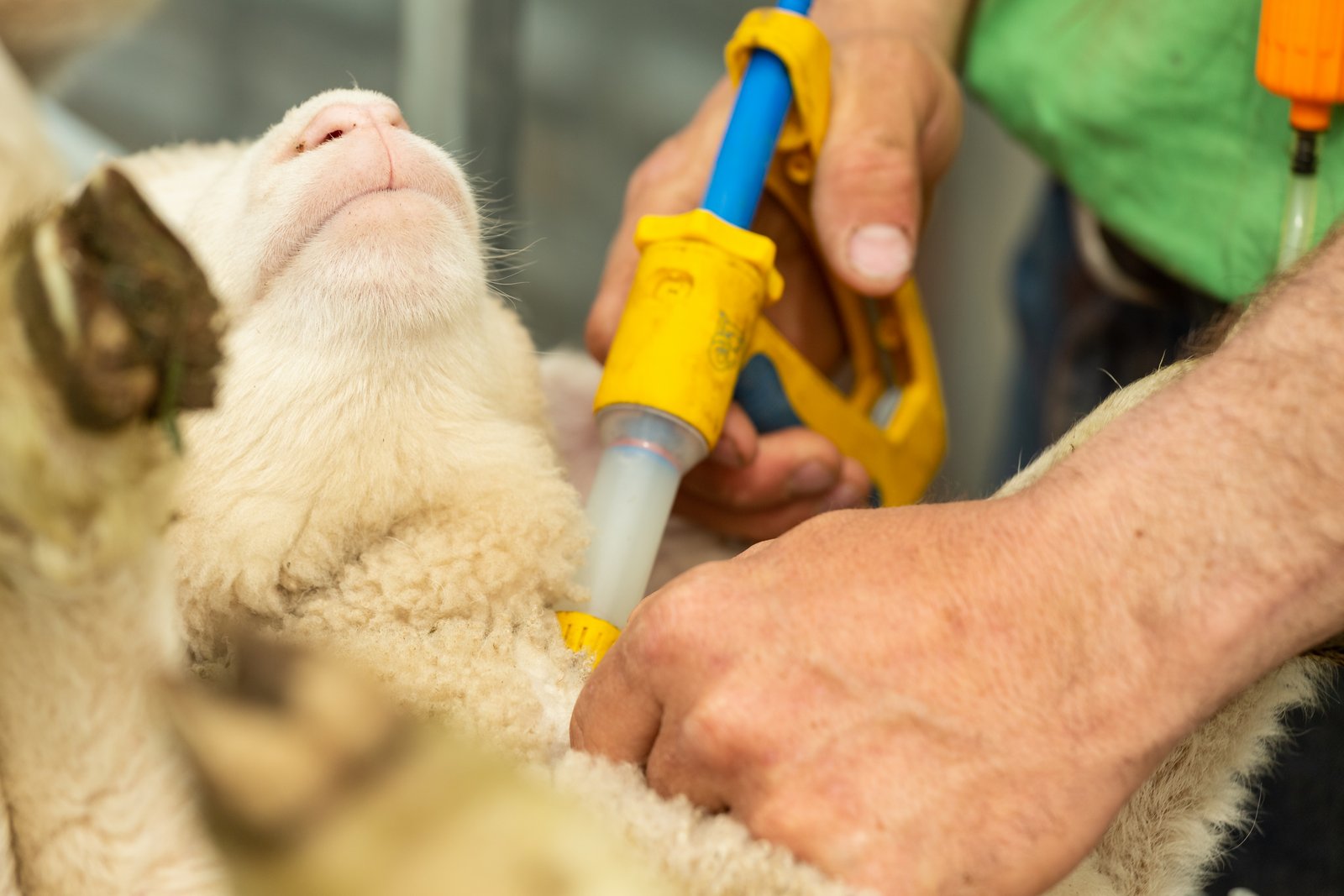 Close up of sheep being vaccinated