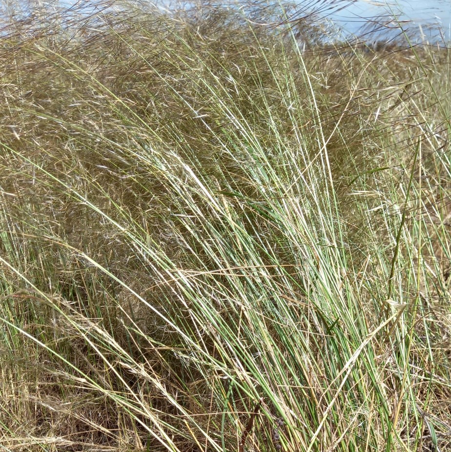 rough speargrass