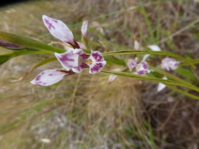 Oaklands donkey orchid flowers