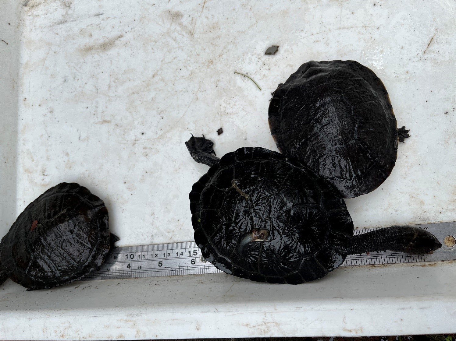 Juvenile Eastern long-neck turtles. Photo Dan Hutton