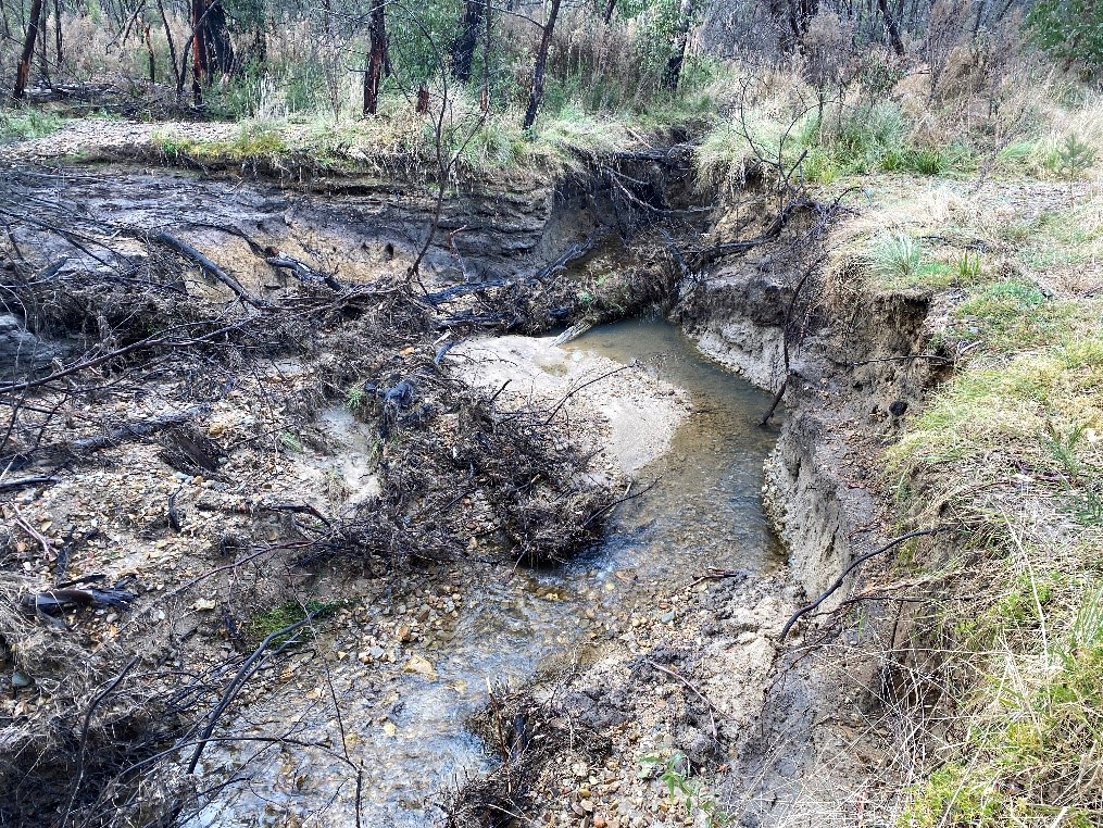 Intense flooding within the fireground has caused major erosion events impacting species habitat like the Superb lyrebird and platypus.