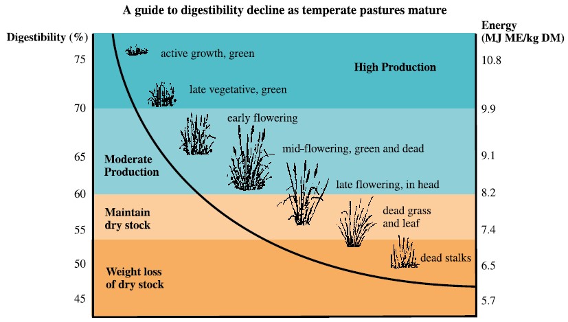 Graph showing decline in pasture digestibility as it matures