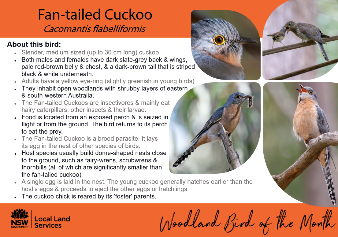 Fan-tailed Cuckoo information