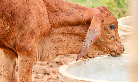 Lumpy skin disease in cattle