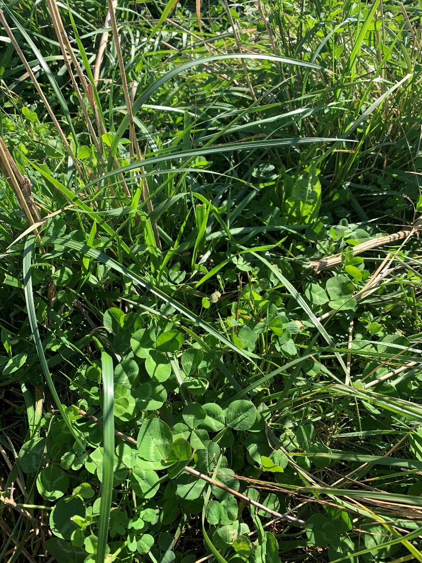 Clover and green grass close