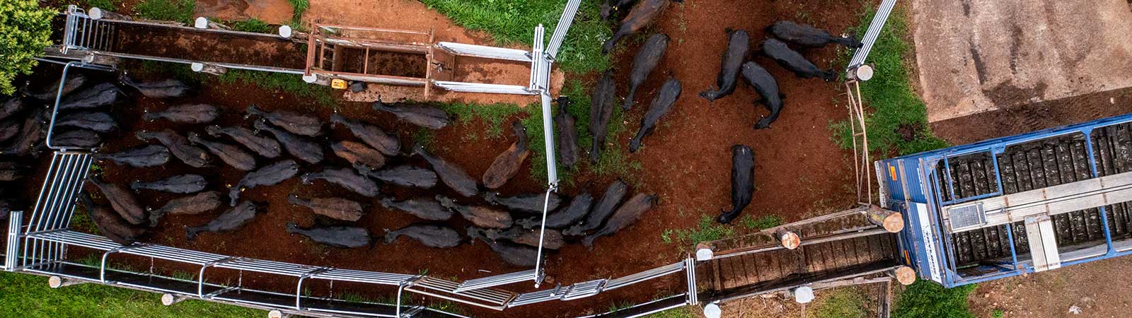 Aerial view of cows in a cattle yard