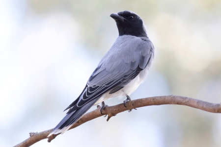 Black-faced Cuckoo-shrike (C)Rob Solic 2021 birdlifephotography.org.au